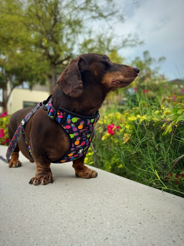 PINEAPPLE-CRUSH HARNESS