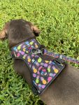 PINEAPPLE-CRUSH HARNESS